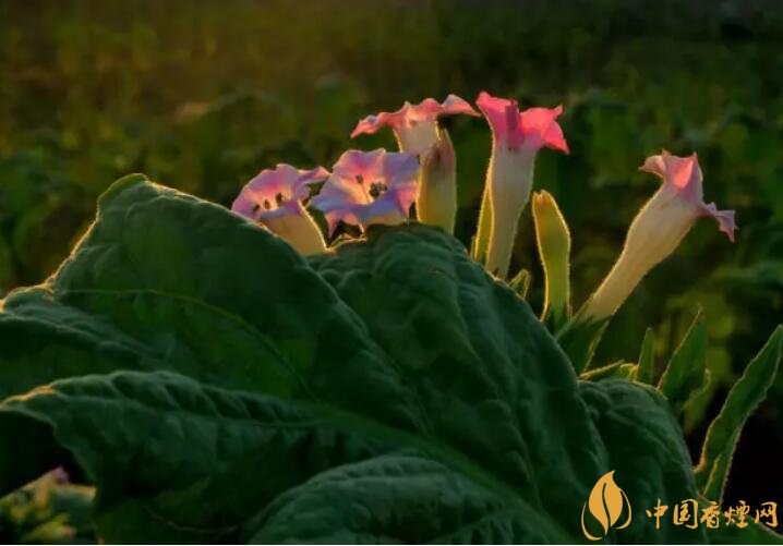 煙草花花語(yǔ)是什么，煙草花什么時(shí)候開(kāi)花