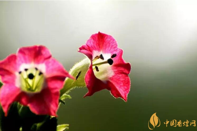 煙草花花語(yǔ)是什么，煙草花什么時(shí)候開(kāi)花