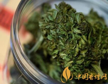 泰國(guó)煙草局將扶持煙農(nóng)改種大麻
