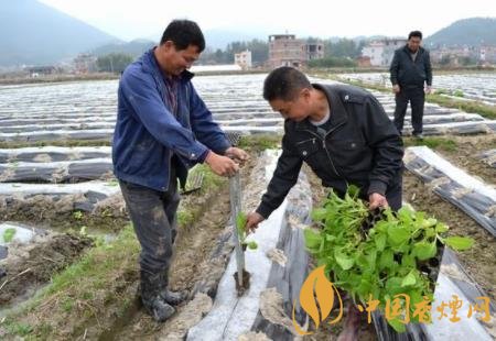 云南已經(jīng)開始2020年煙草育苗工作 提高種煙效益！