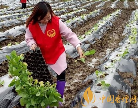 四川煙葉產(chǎn)區(qū)高質(zhì)量完成10844萬畝烤煙適時(shí)移栽！